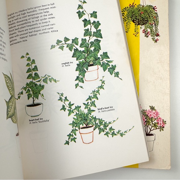 Book of House Plants (1973) - Picture 2 of 7